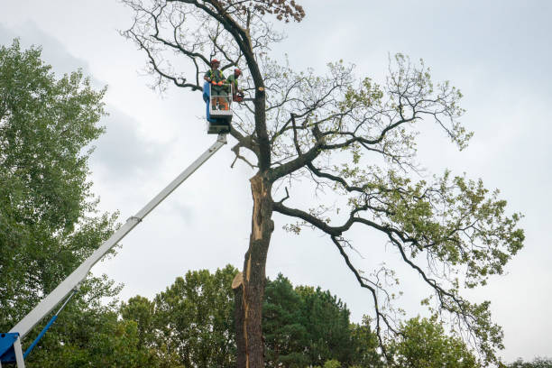 Best Tree Mulching  in Lake Mohegan, NY